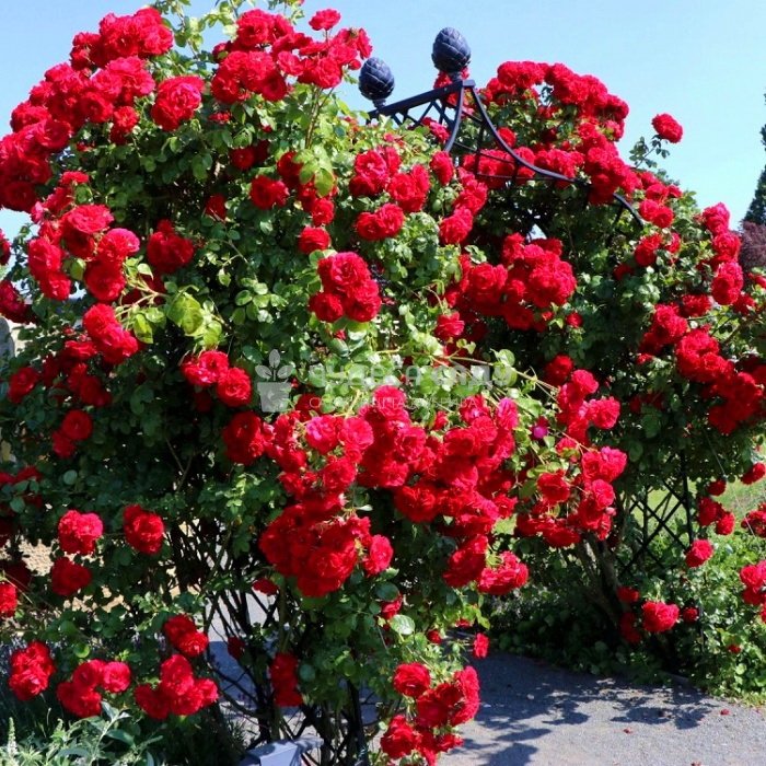 Роза Амадеус (Amadeus) – характеристика и описание сорта с фото и отзывы садоводов